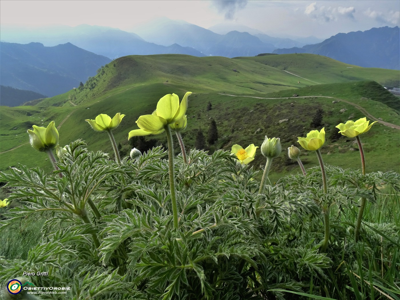 17 Pulsatilla alpina sulphurea (Anemone sulfureo) sul sent. 109 con vista sui Piani dell'Avaro .JPG